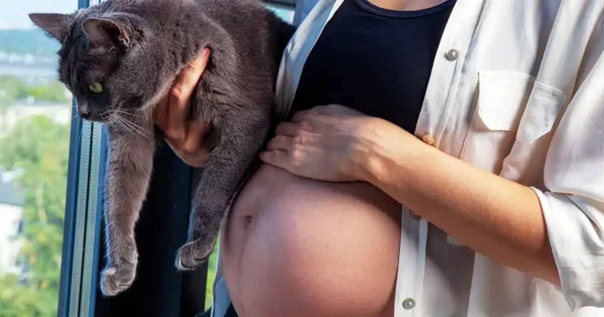 toxoplasmosis-and-pregnancy-understanding-the-risks-from-cat-feces-and
